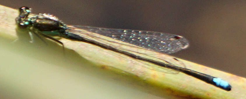 Image of Black-fronted Forktail