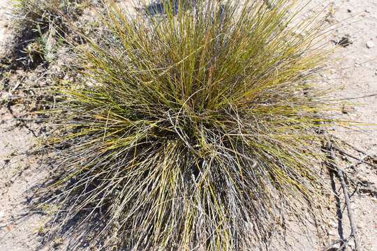 Image of Aristida curvifolia E. Fourn.