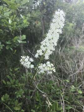 Image of Stenanthium texanum