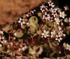 Image of Crassula dentata Thunb.