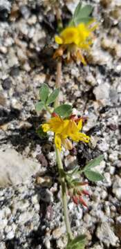 Image de Acmispon decumbens