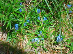 Image de Gentiana davidii Franch.