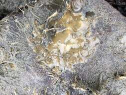 Image of Dujardin's slime sponge