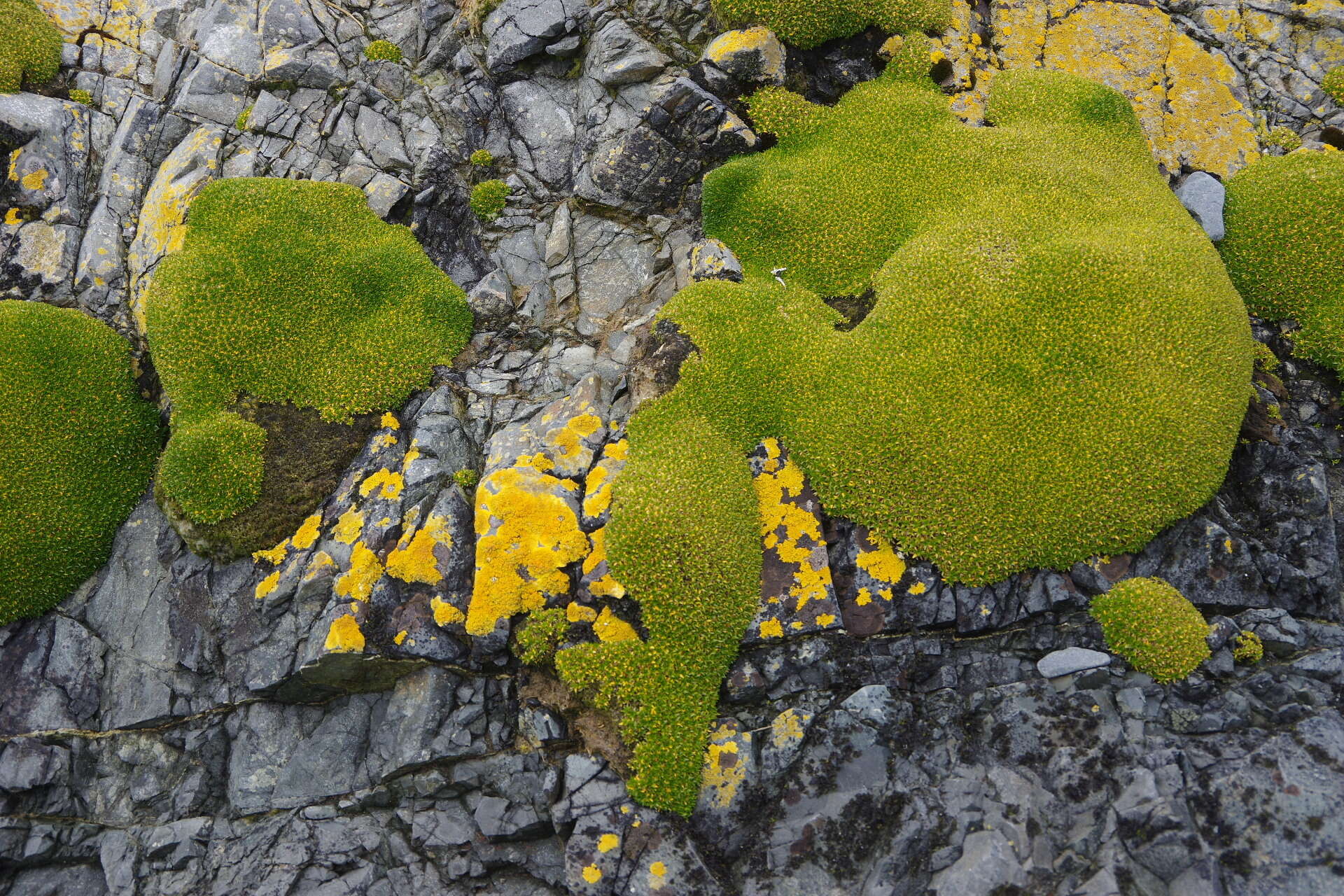 Image of Colobanthus muscoides Hook. fil.