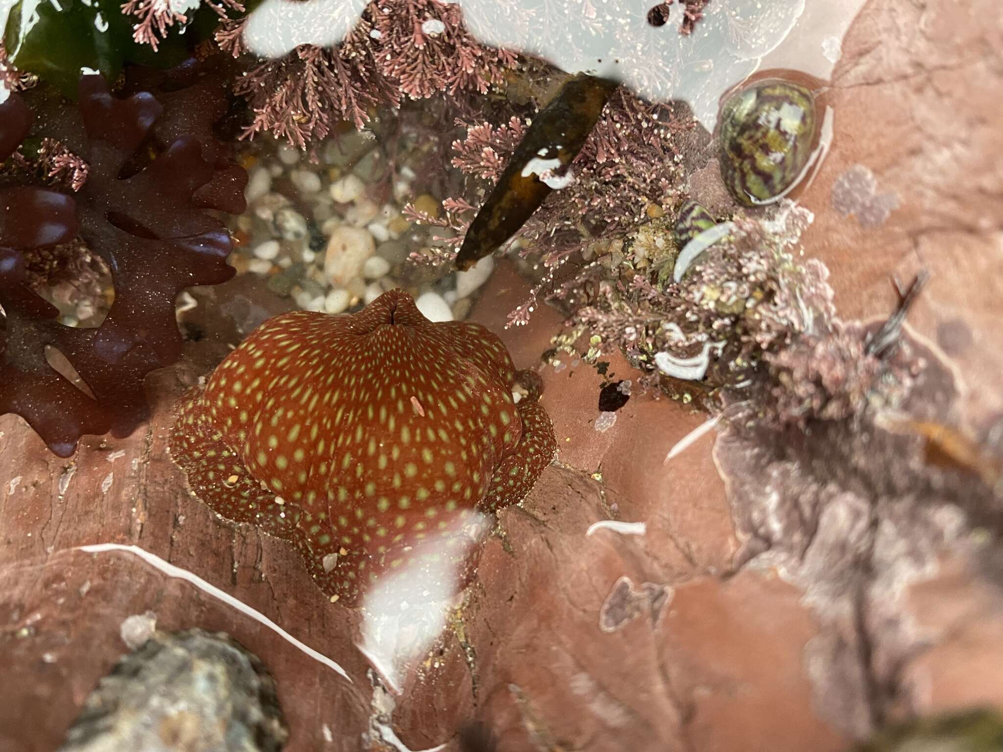 Image of Strawberry anemone