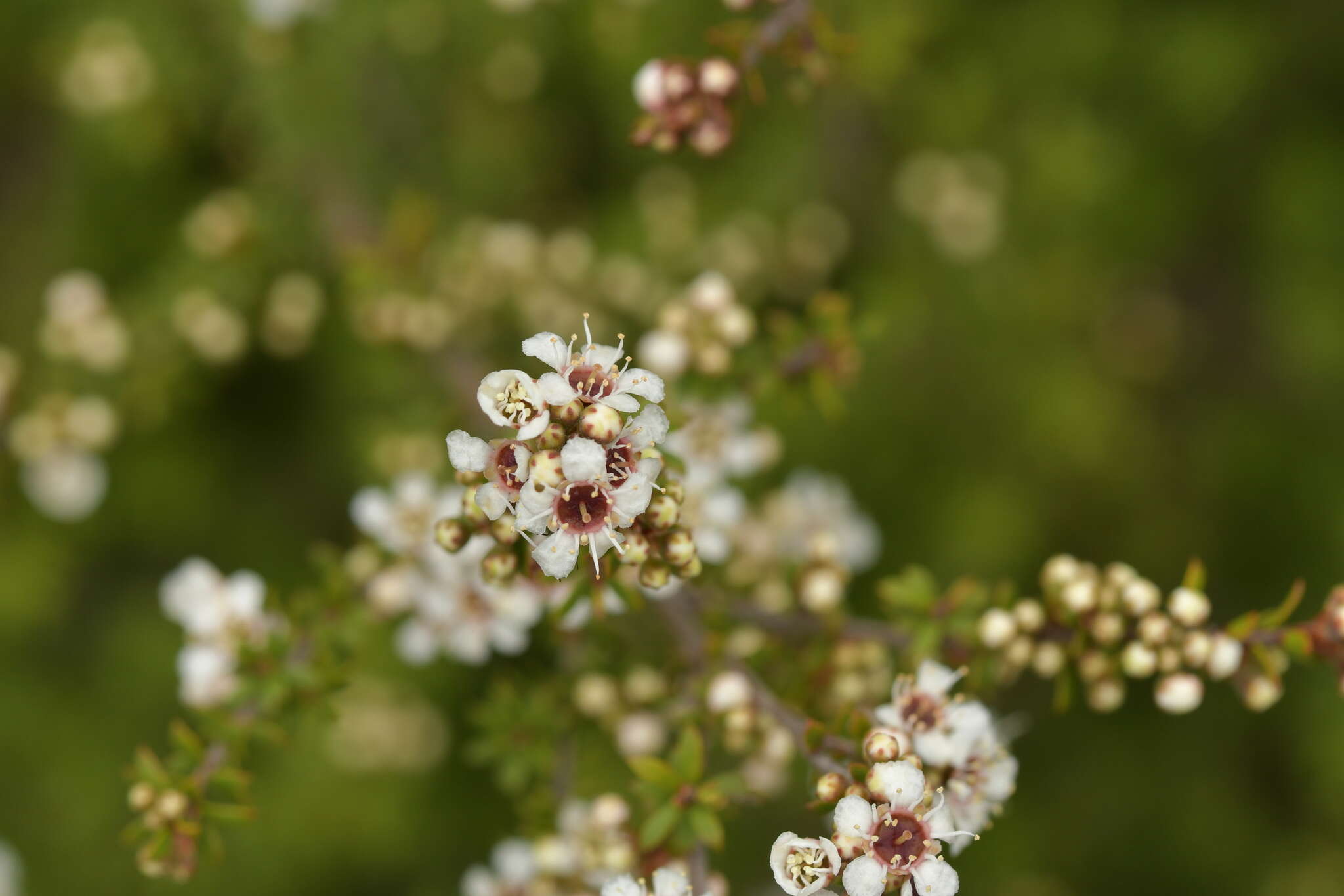 صورة Kunzea tenuicaulis de Lange