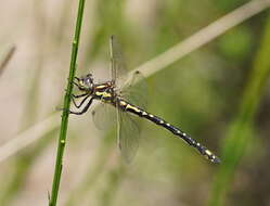 Image of Eusynthemis virgula (Selys 1874)