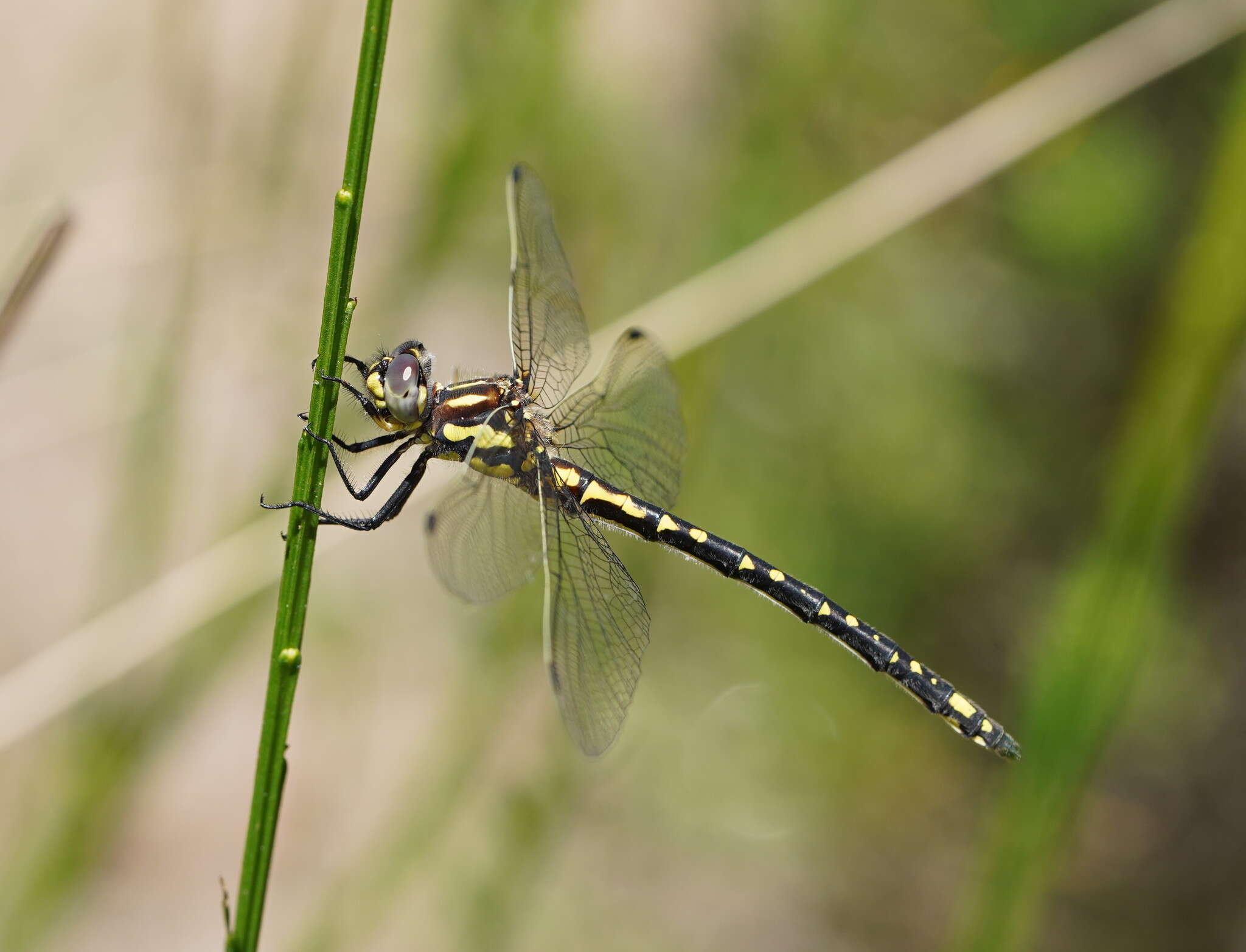 Image of Eusynthemis virgula (Selys 1874)