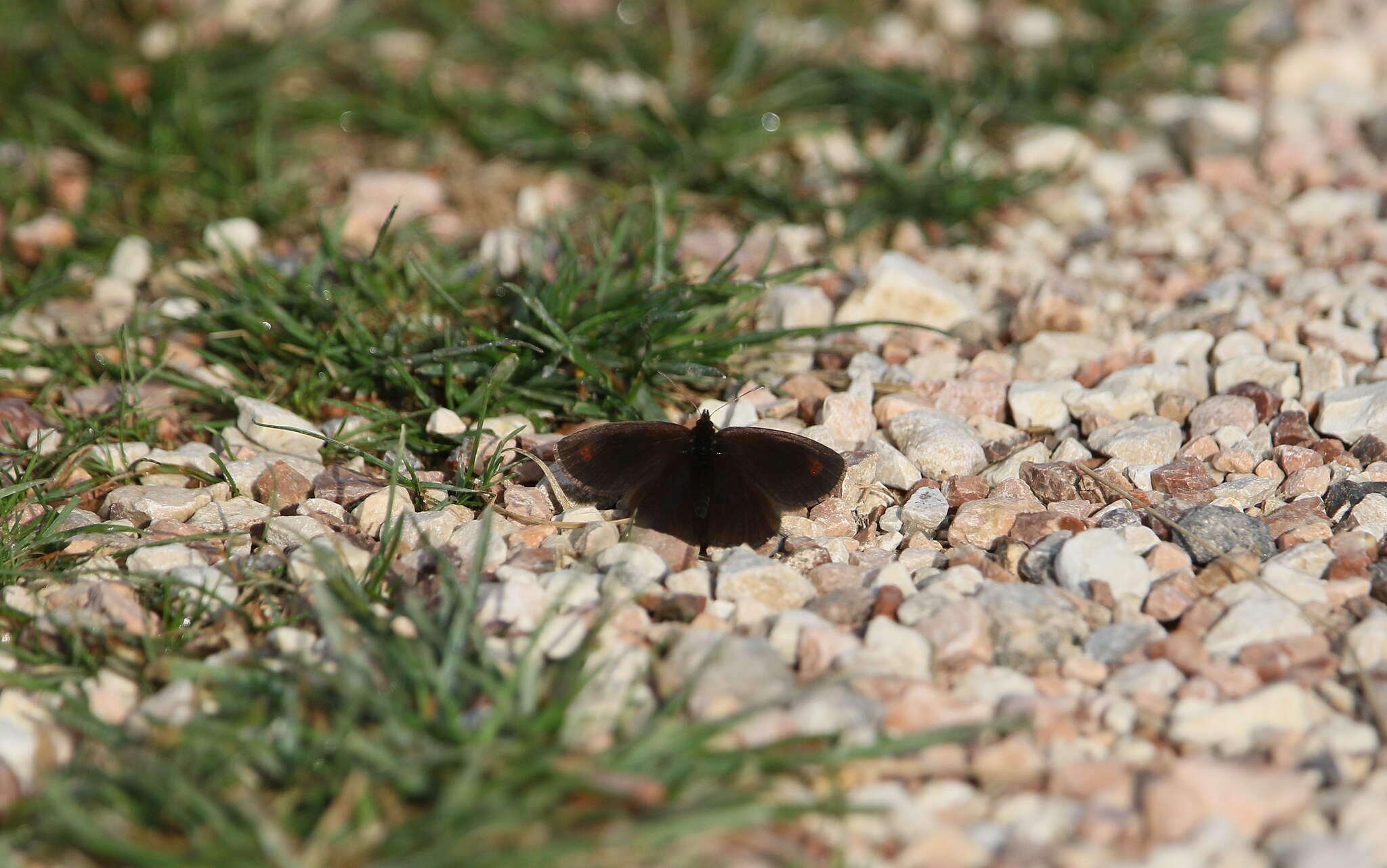 Image of Water Ringlet