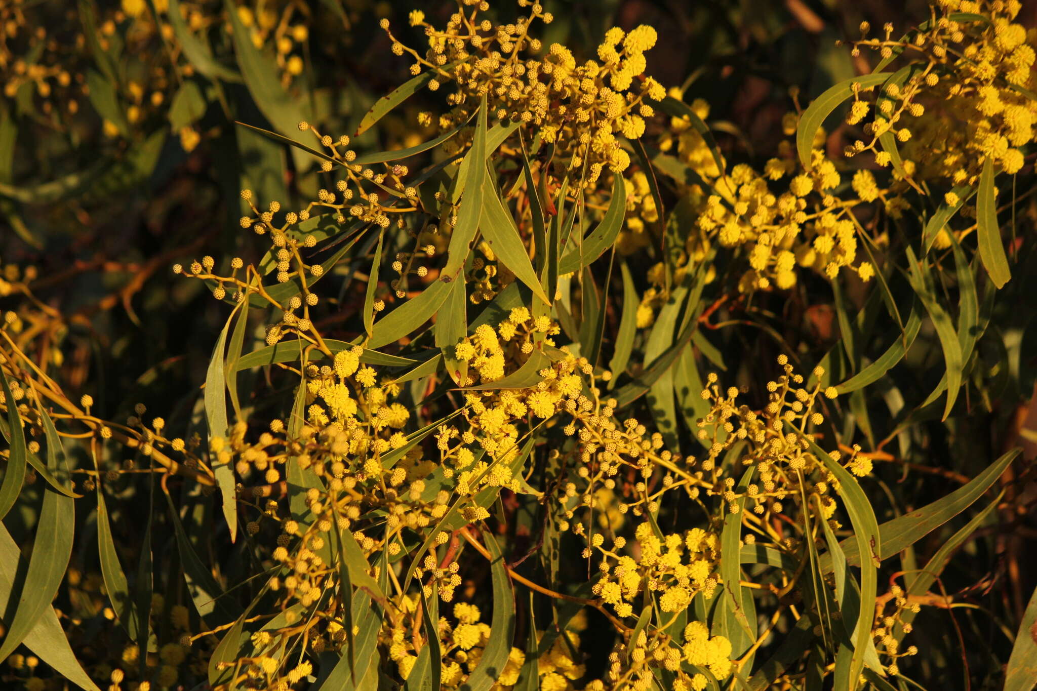 Sivun Acacia pycnantha Benth. kuva