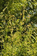 Image of Thalictrum simplex L.