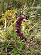 Image of Neobartsia laticrenata (Benth.) Uribe-Convers & Tank