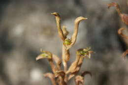 Sarcoglottis assurgens (Rchb. fil.) Schltr. resmi