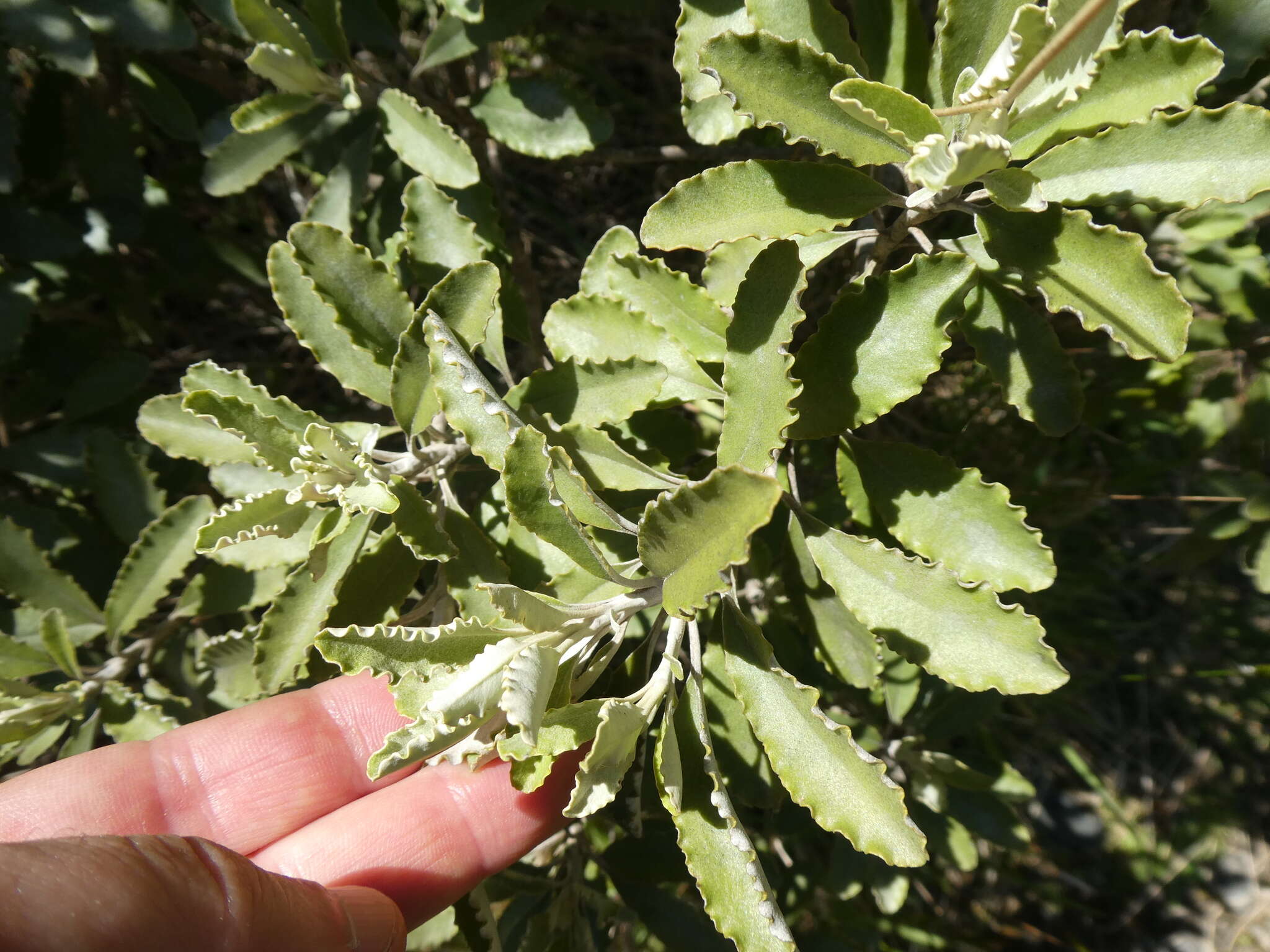 Image of Monro's Ragwort