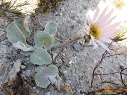 Image de Arctotis verbascifolia Harv.