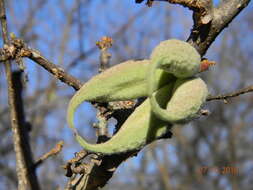 Image of Small-leaved star-chestnut