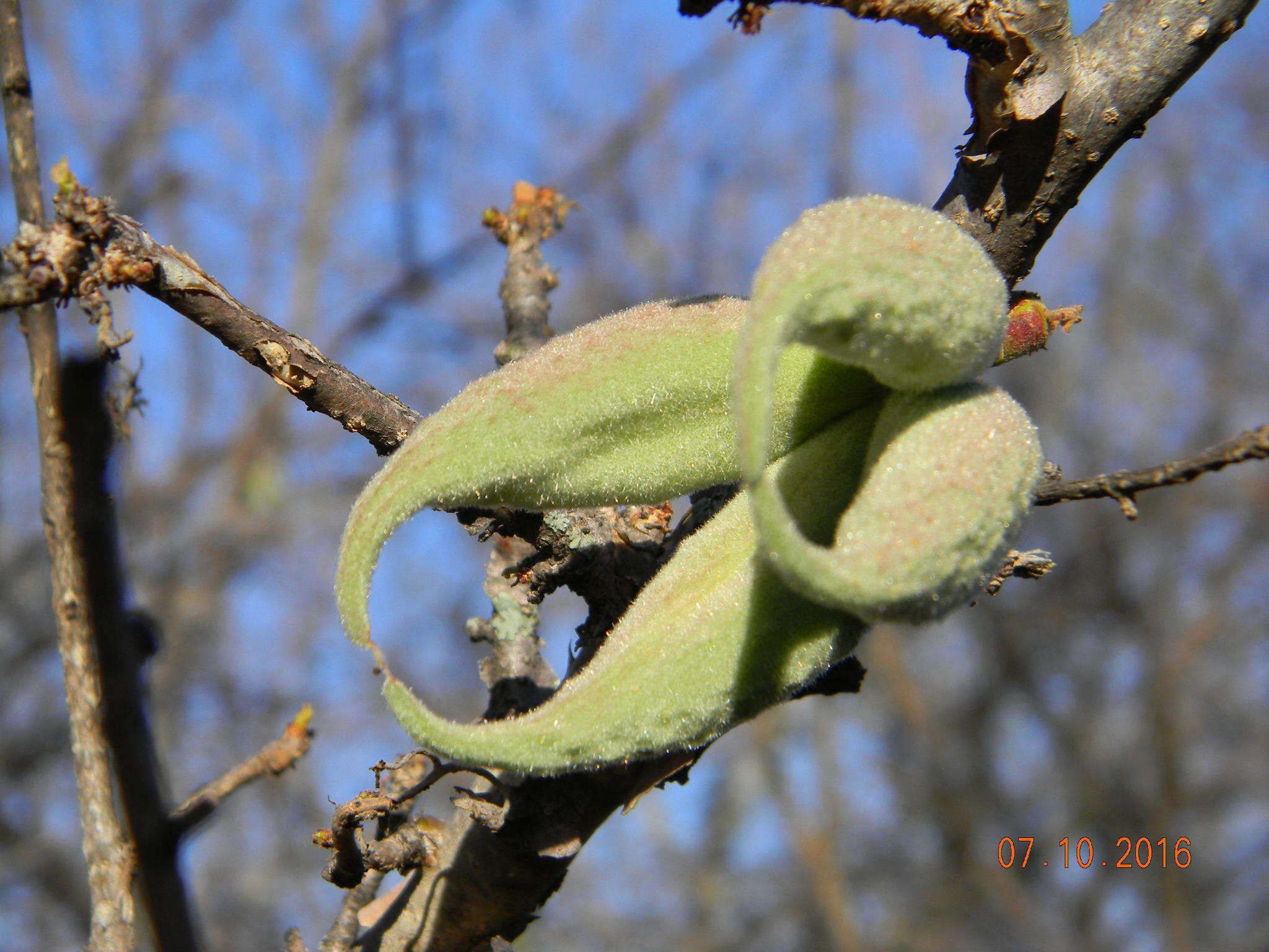 Image of Small-leaved star-chestnut