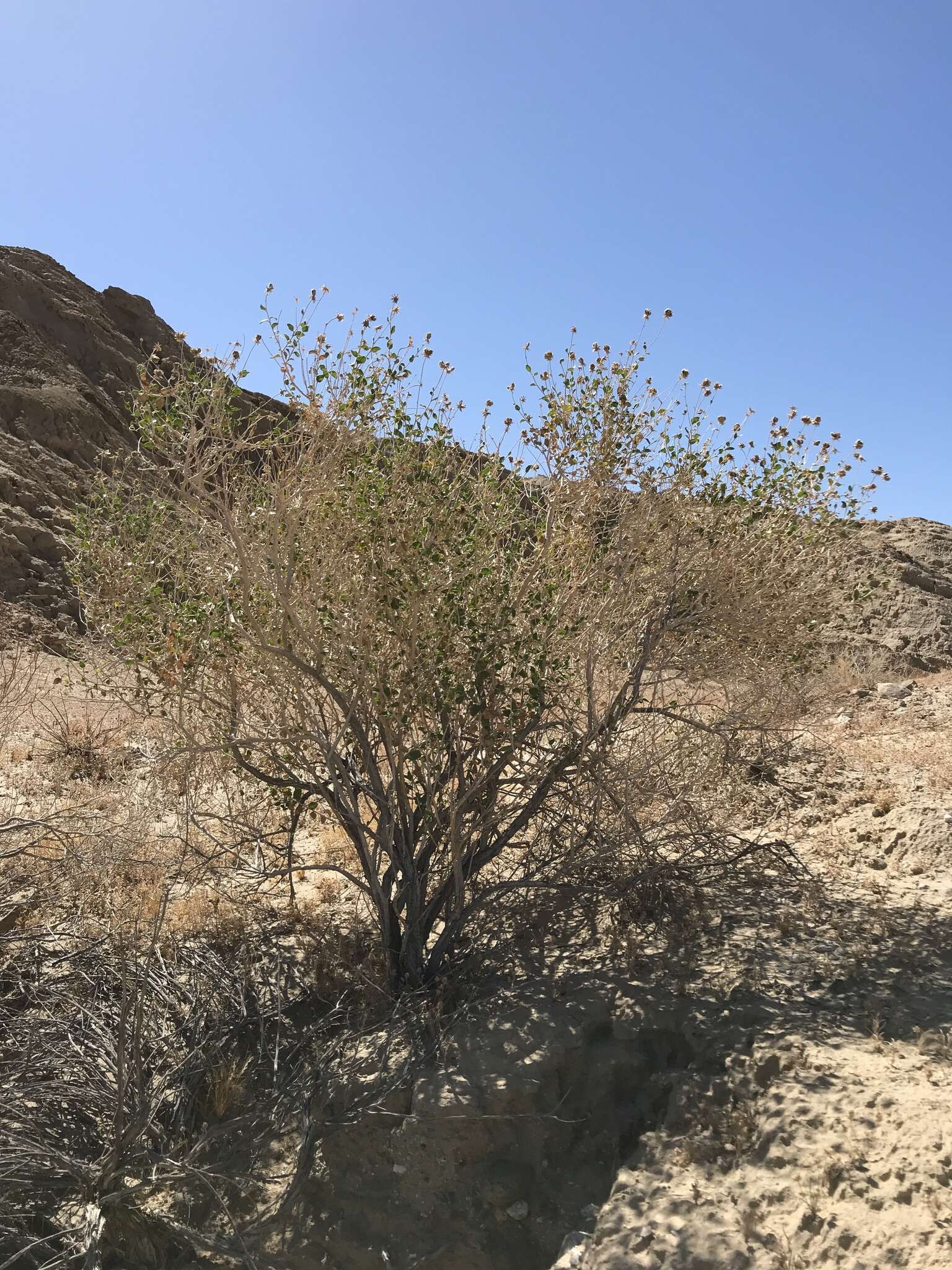 Image of Encelia frutescens var. frutescens