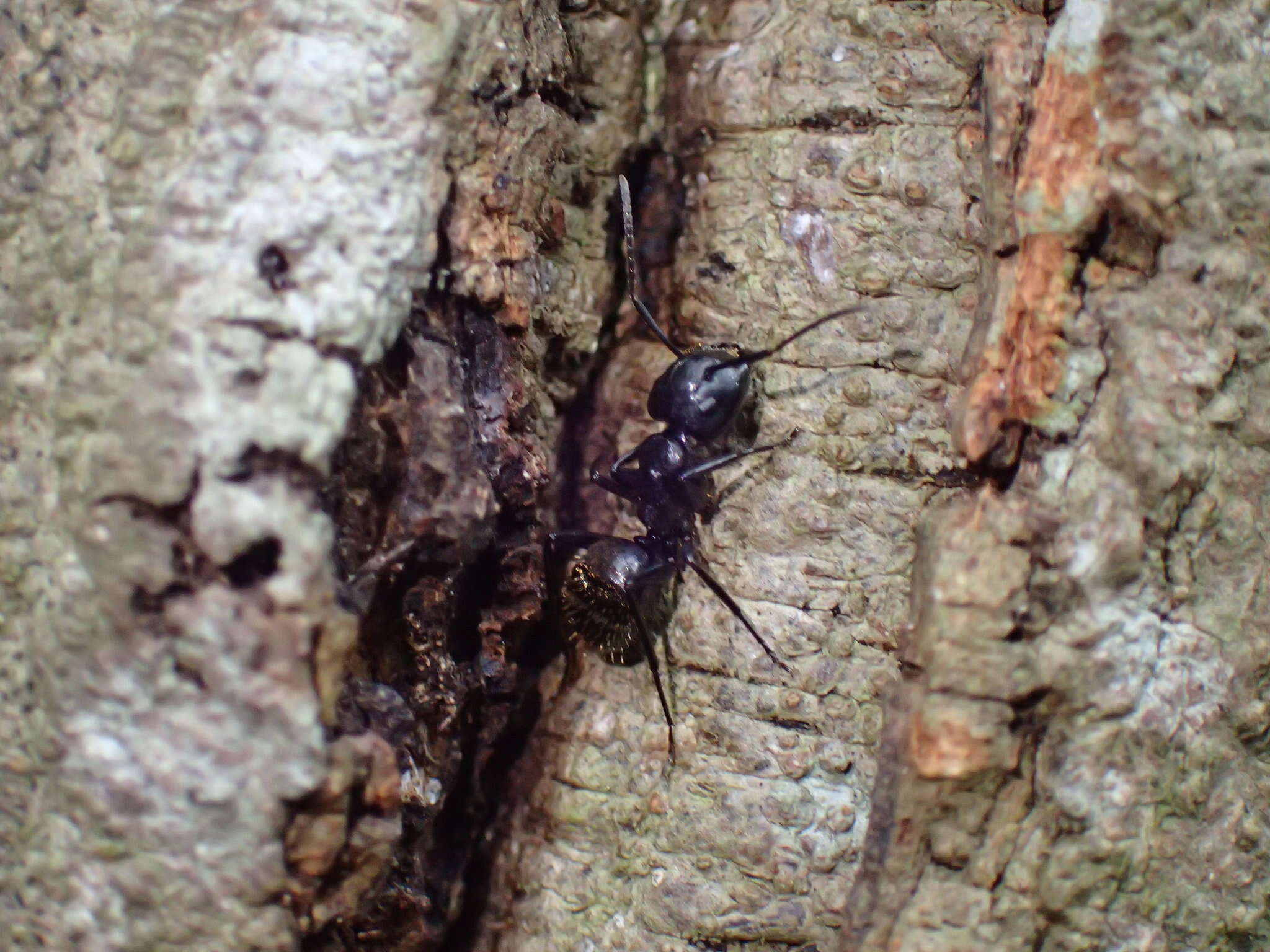 Image of Camponotus arminius Forel 1910