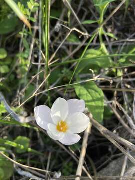 صورة Crocus laevigatus Bory & Chaub.