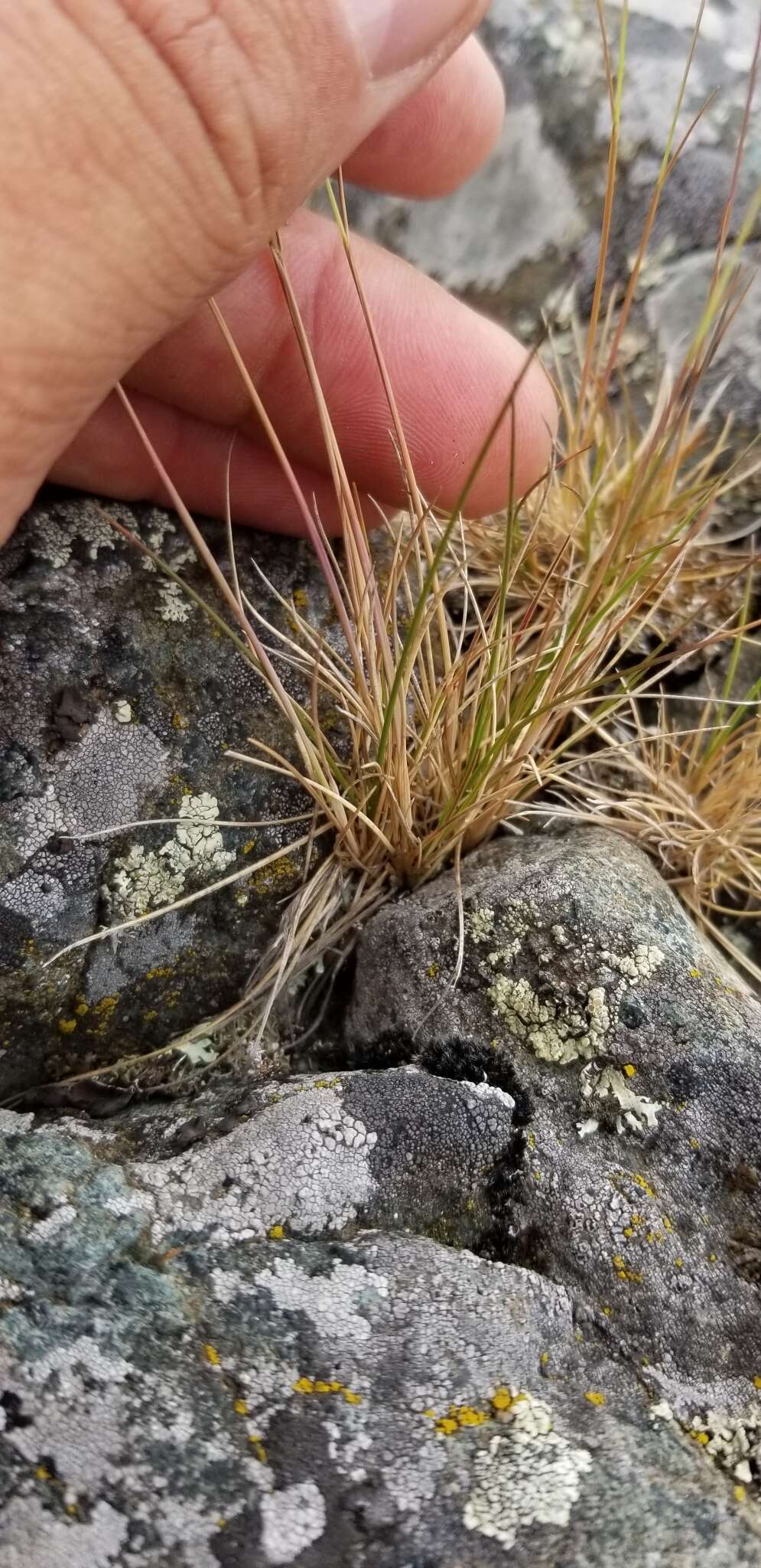 Image de Festuca saximontana Rydb.