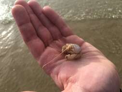 Image of California mole crab