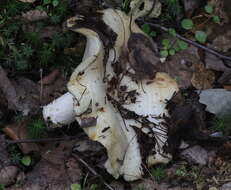 Image of Lactarius aquizonatus Kytöv. 1984