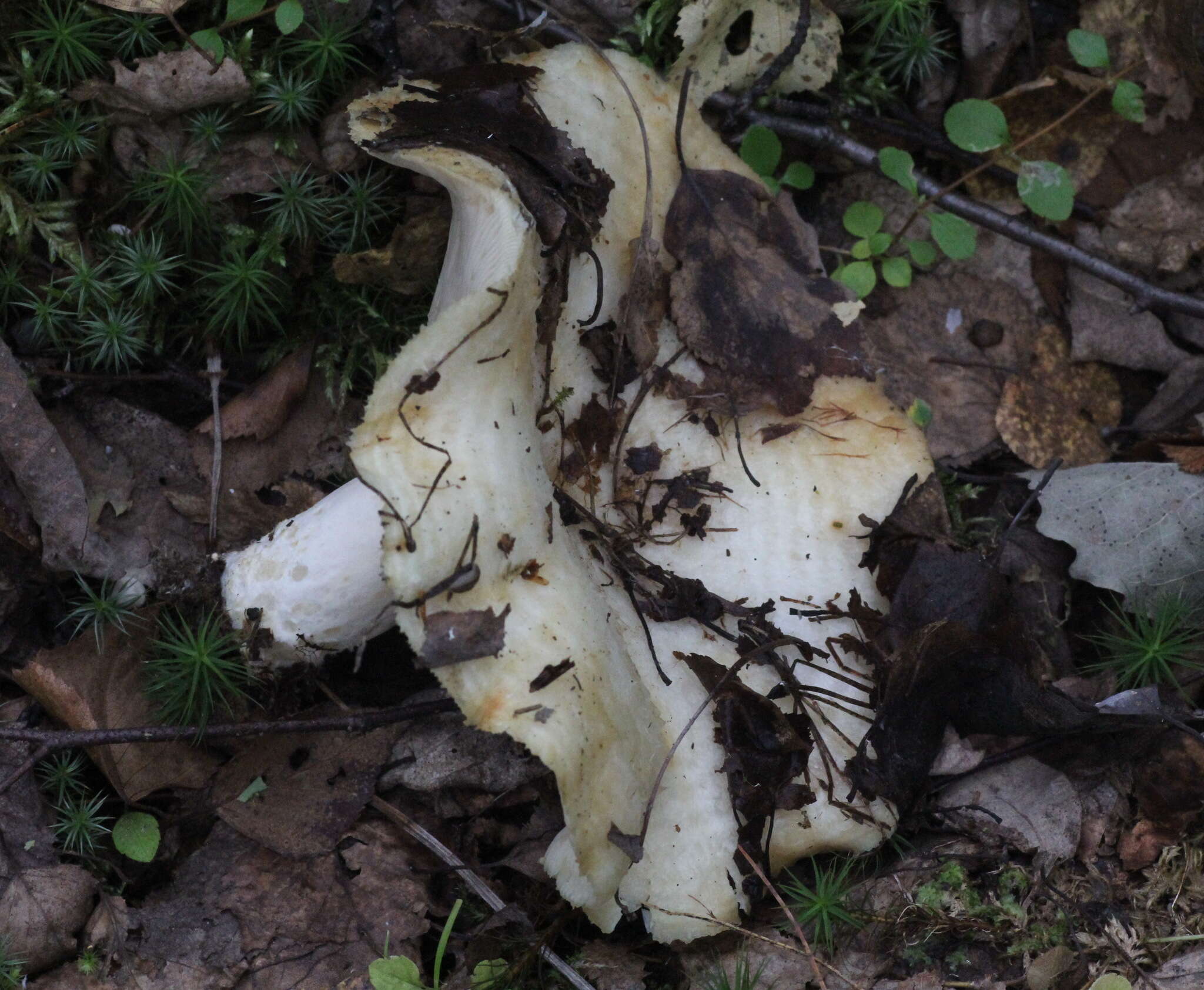 Image of Lactarius aquizonatus Kytöv. 1984