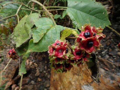 Image of Clerodendrum canescens Wall. ex Walp.