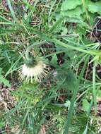 Image of Cirsium erisithales (Jacq.) Scop.