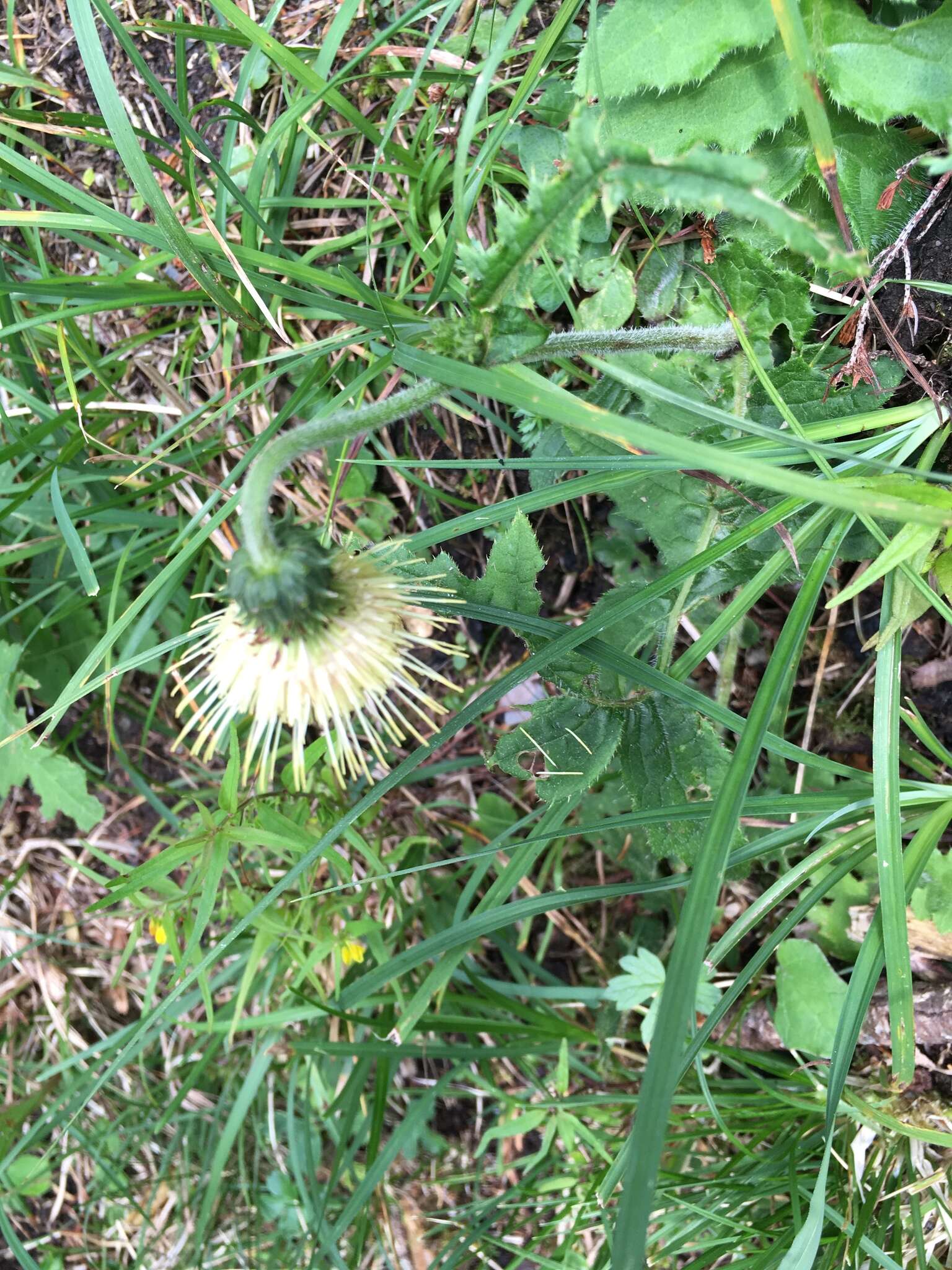 Image de Cirsium erisithales (Jacq.) Scop.