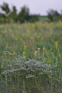 Image of Goniolimon tataricum (L.) Boiss.