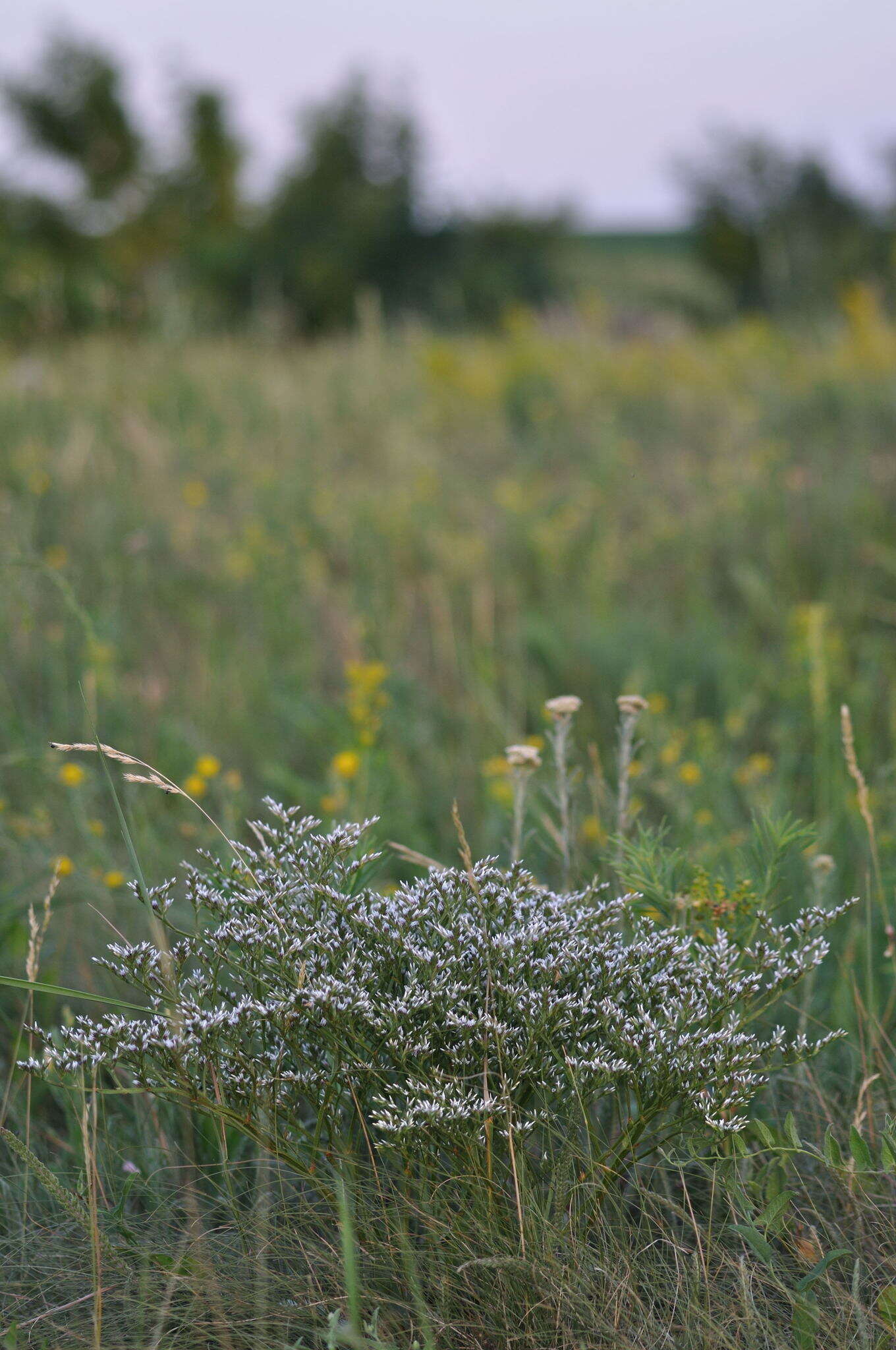 Image de Goniolimon tataricum (L.) Boiss.