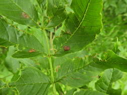 Image of Dasineura fraxinea (Kieffer 1907)