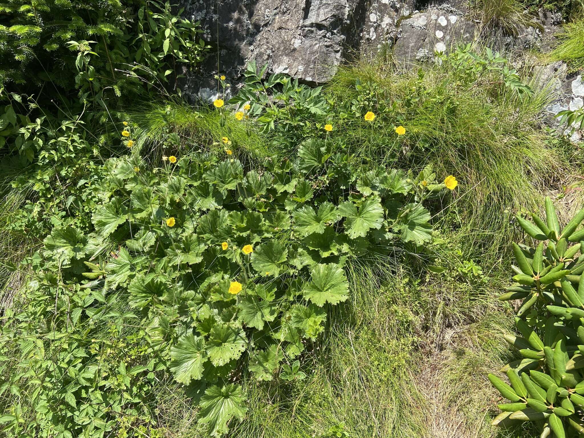 Geum radiatum Michx.的圖片