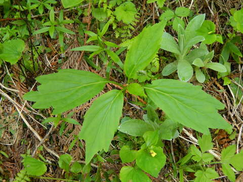 Imagem de Cardamine constancei Detling