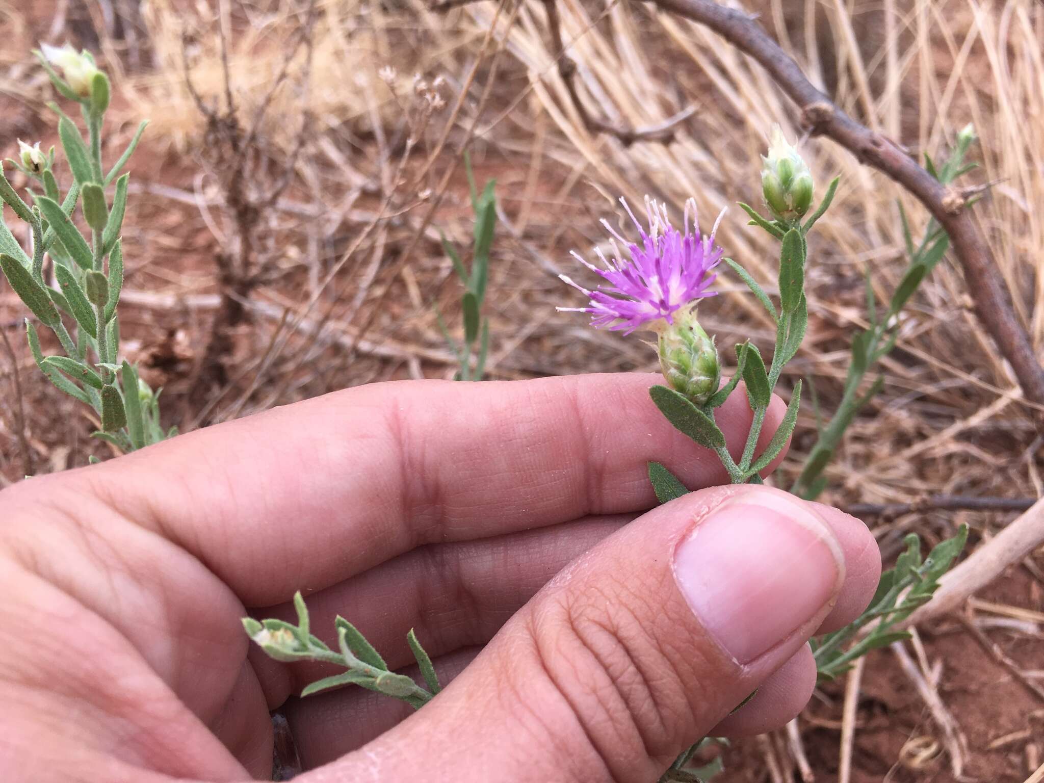 Image of Leuzea repens