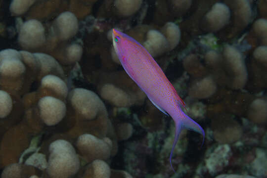 Image of Amethyst anthias