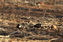 Image of Hall's Babbler