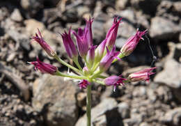 Image of Bolander's onion