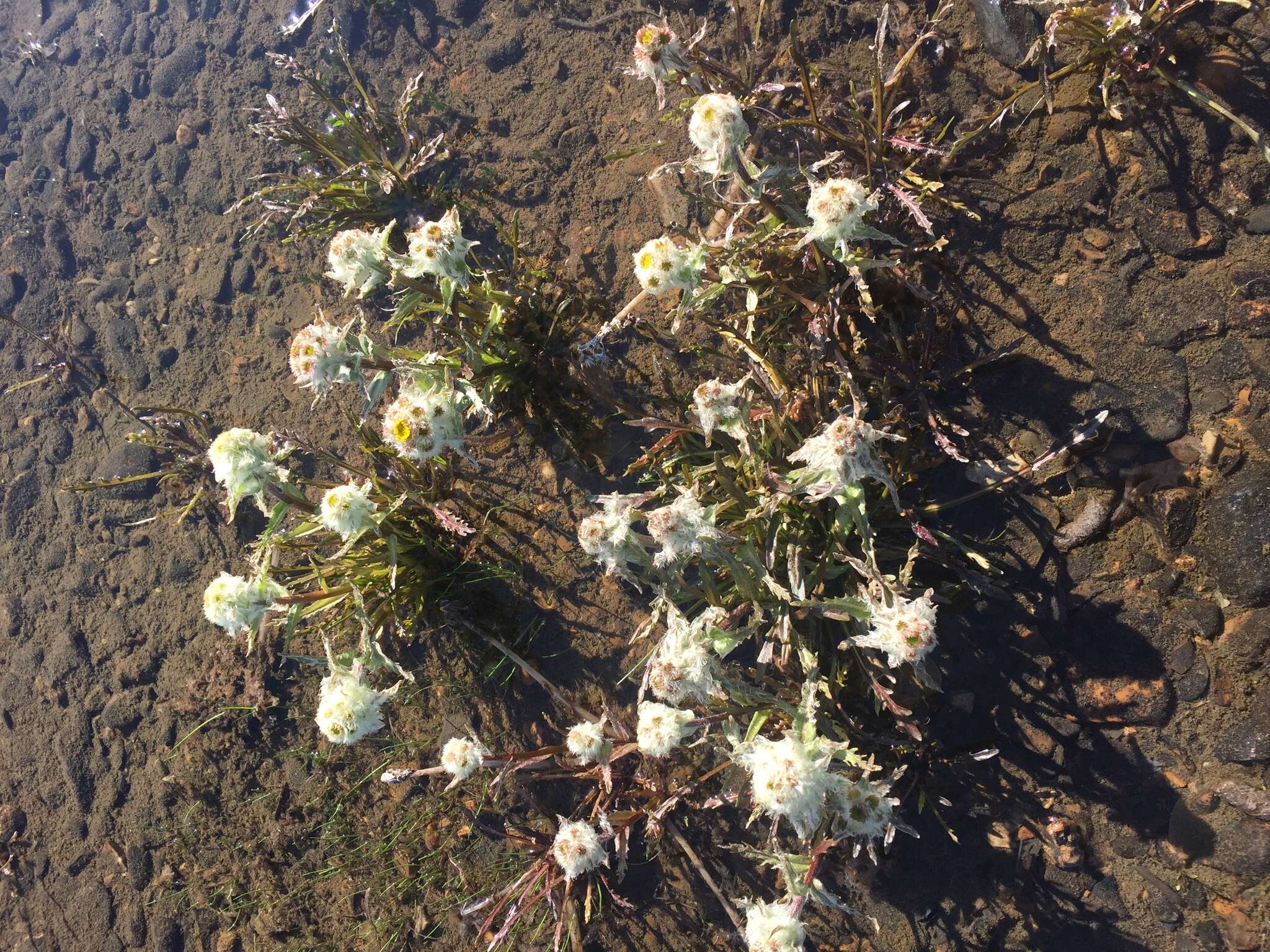 Image de Tephroseris palustris