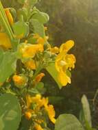 Image of Elephant's ear