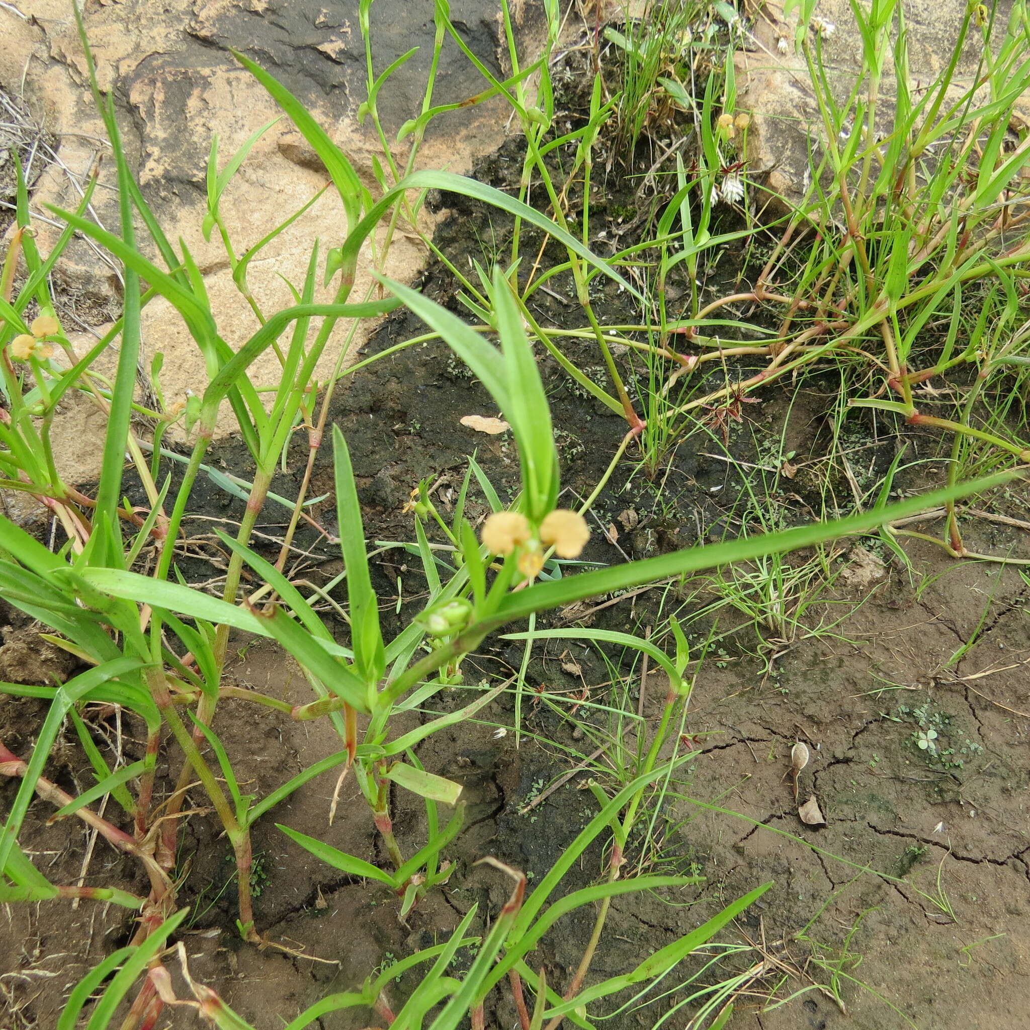 Image de Commelina subulata Roth