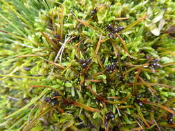 Слика од Juncus antarcticus Hook.