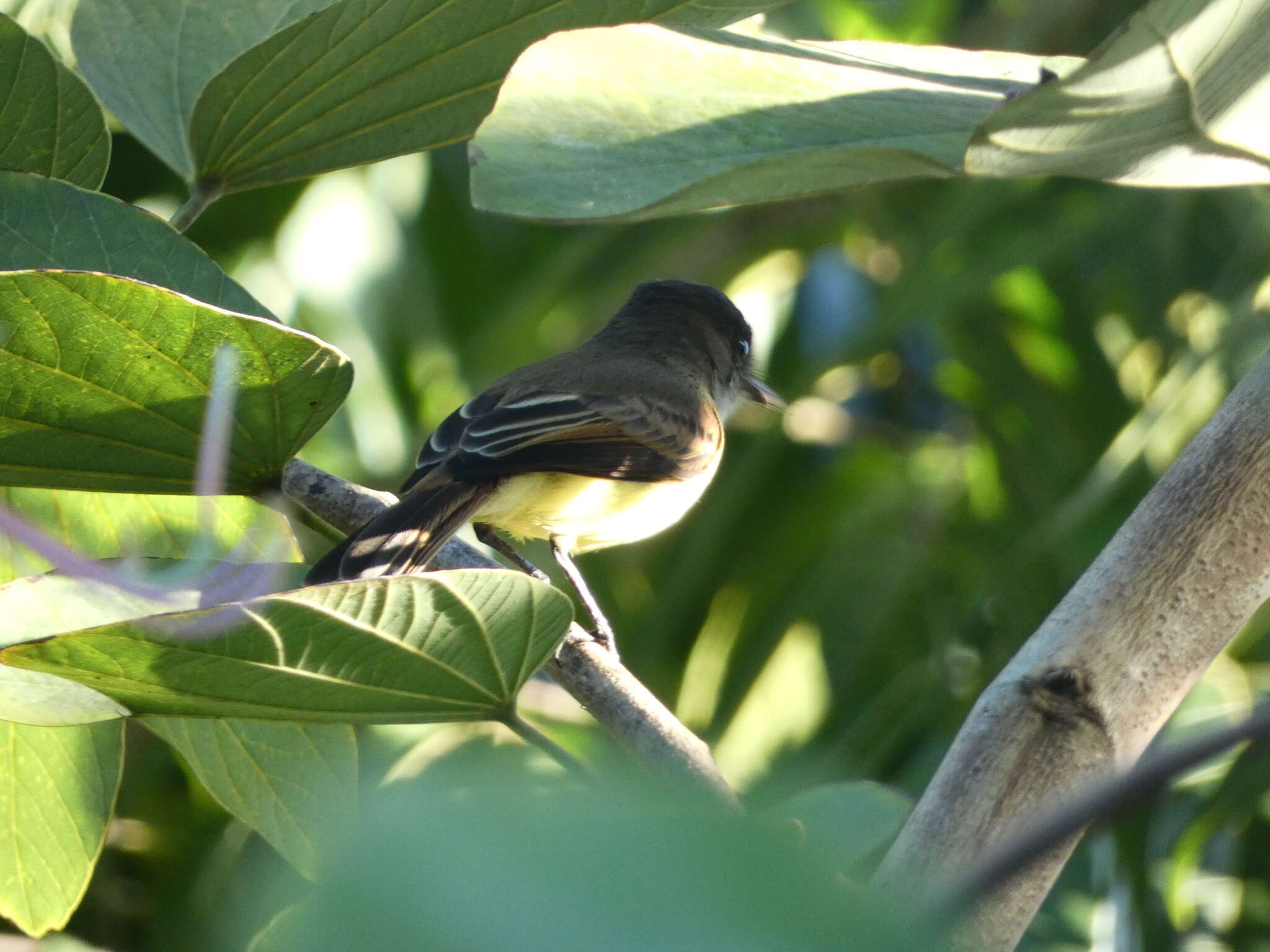 Image of Sad Flycatcher