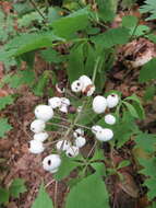 Imagem de Actaea rubra subsp. rubra