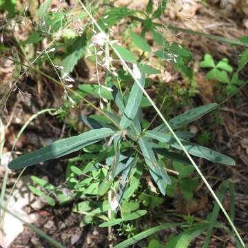 صورة Desmodium arizonicum S. Watson