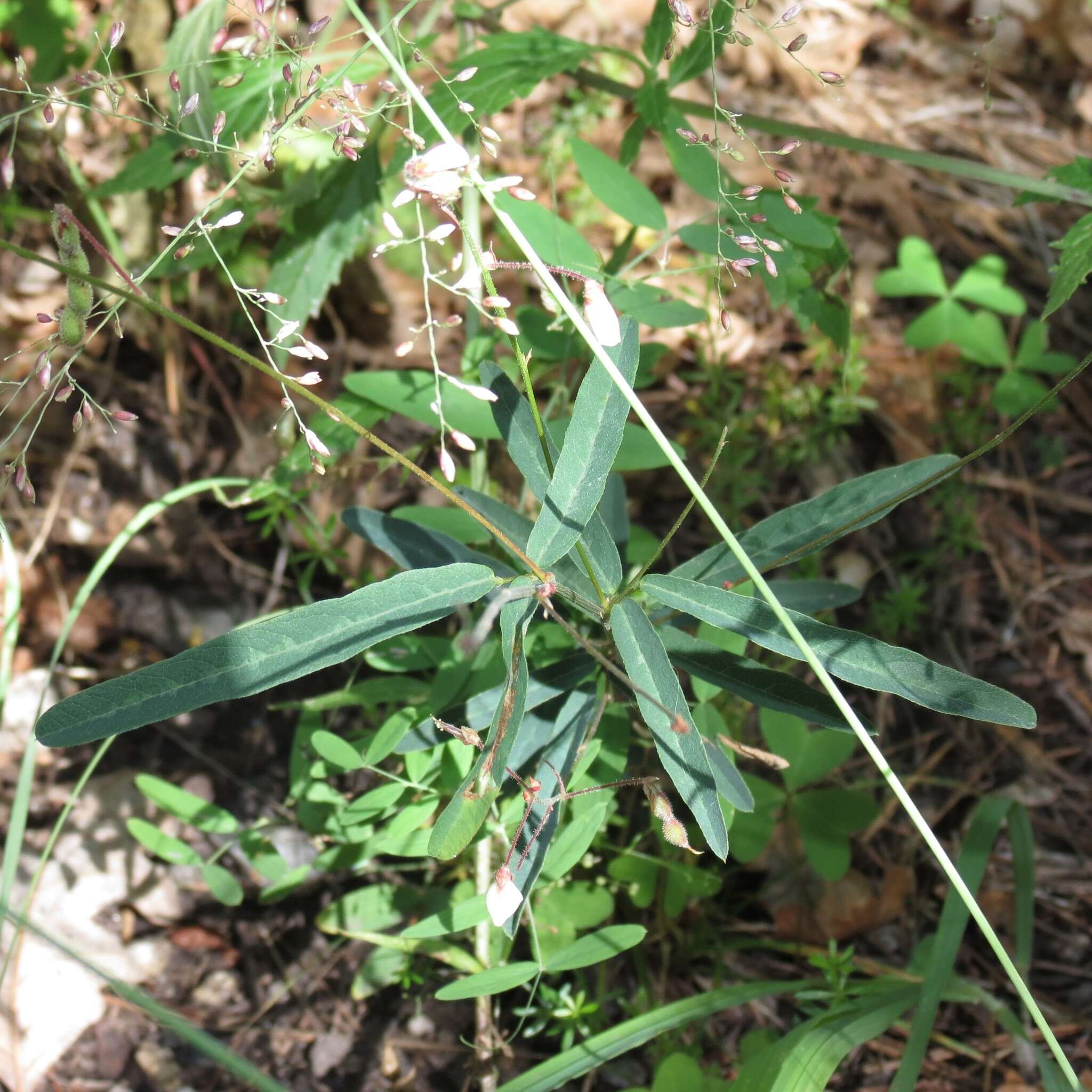 Desmodium arizonicum S. Watson resmi