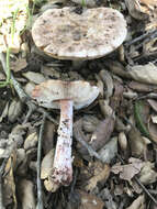 Image of Amanita novinupta Tulloss & J. Lindgr. 1994