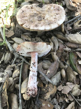 Image of Amanita novinupta Tulloss & J. Lindgr. 1994